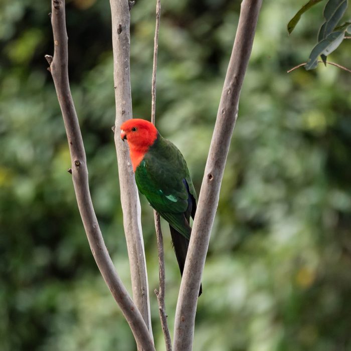 King Parrot